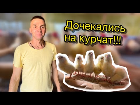 Видео: Нарешті курчата!!!