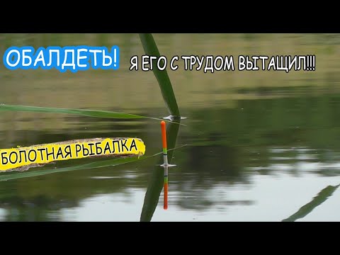 Видео: Рыбалка на болоте ЗДЕСЬ СТОЛЬКО РЫБЫ, я в ШОКЕ!!! Ukrainian Fishing