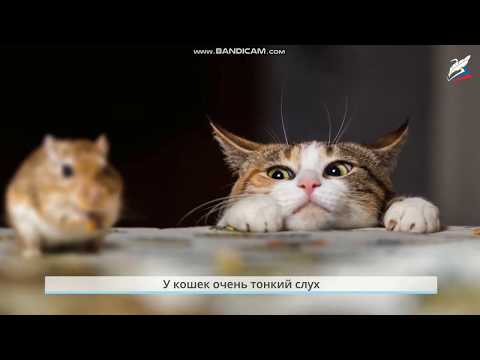 Видео: Окружающий мир 1 класс тема: "Почему мы любим кошек и собак?"