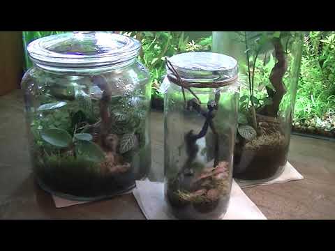Видео: Уход за флорариумом.