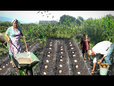 Видео: Бабушка и дедушка выращивают картошку в горной деревне! ДОКУМЕНТАЛЬНЫЙ ФИЛЬМ