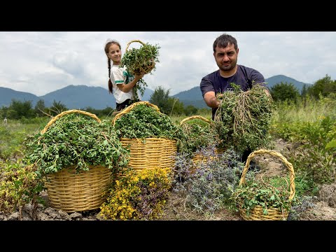 Видео: Сбор портулака для здорового образа жизни | Уникальный рецепт зелени|Расслабляющая деревенская семья