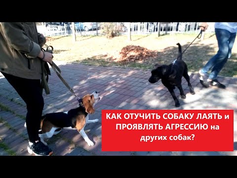 Видео: Как отучить собаку лаять и проявлять агрессию к другим собакам?