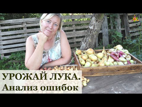 Видео: Урожай разных сортов и видов лука * Лук шалот, лук из семян, лук из сеянки