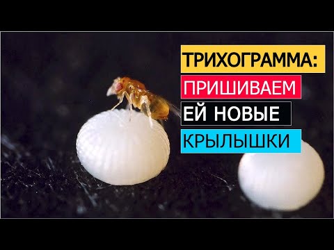 Видео: Трихограмма точно заработает: 3 ошибки + 1 удобный способ выпуска