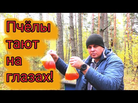 Видео: Сильные семьи на пасеке пропадают! Пчеловодство и подводные камни.