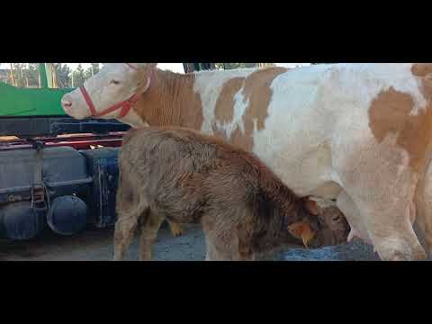 Видео: ФУРУХТА ШУД СТОП