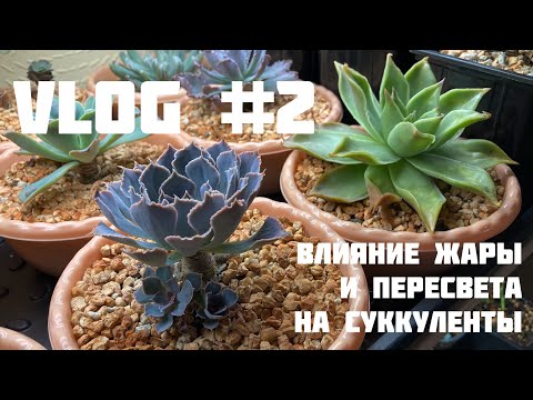 Видео: VLOG #2 Состояние суккулентов спустя месяц моего отсутствия