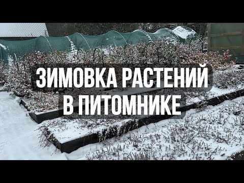 Видео: Зимовка растений в питомнике // Как зимуют растения в контейнерах