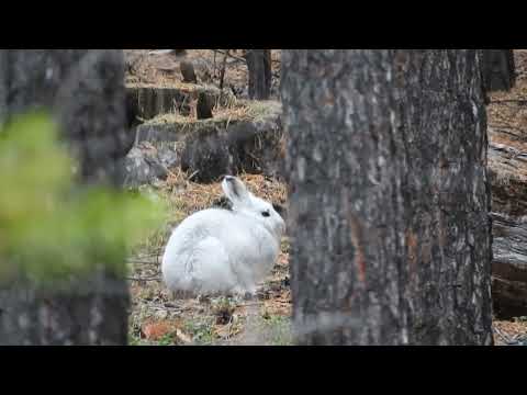Видео: ОХОТА НА ЗАЙЦА БЕЛЯКА ОСЕНЬЮ ПО ЧЕРНОТРОПУ