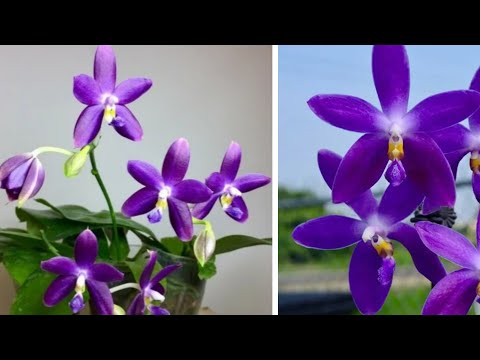 Видео: ОРХИДЕЯ – РАЗОЧАРОВАНИЕ из Посылки | Phal. YangYang Blueberry × violacea var. Indigo (clone)