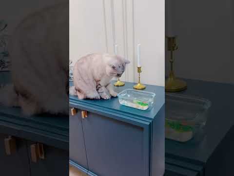 Видео: Честный обзор на электронную рыбку Ириски.