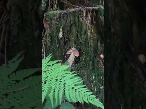 Видео: "МЕГА УЛОВ! Нашли КЛАД ГРИБОВ! Тихая охота 2025." Часть Четвертая. Итоги Сбора.