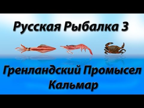 Видео: Гренландский Промысел Кальмар