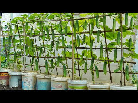 Видео: Секрет: всего один маленький совет, и ваши огурцы будут плодоносить как из ведра!