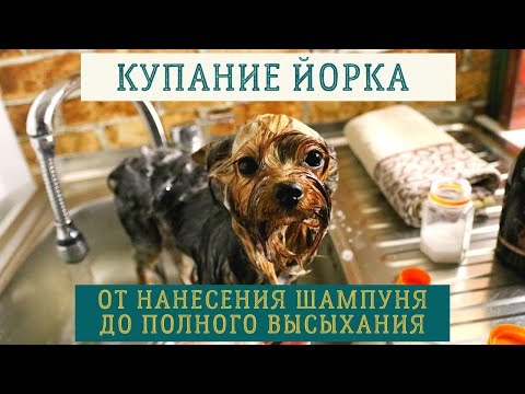 Видео: Купание йоркширского терьера: как правильно мыть йорка, как чистить уши, как сушить и расчесывать