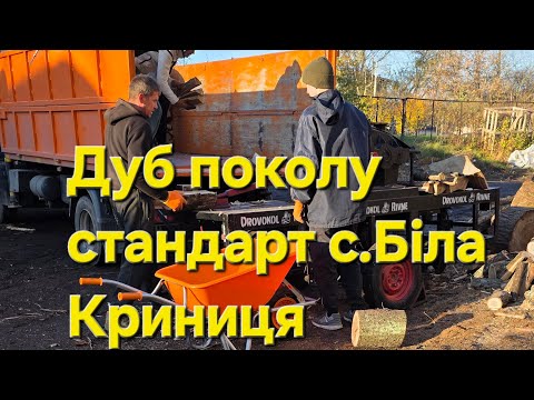 Видео: Дуб поколу стандарт с.Біла Криниця ,рубаємо онлайн