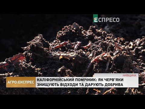 Видео: Каліфорнійський помічник: як черв’яки знищують відходи та дарують добрива | Агро-Експрес