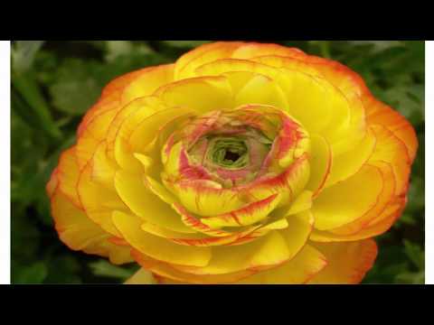 Видео: Правила выращивания цветов ранункулюс лютики для открытого грунта