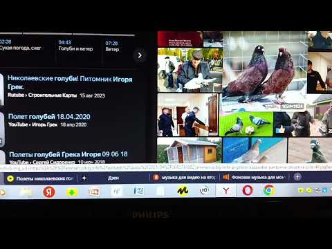 Видео: Вакцинация голубей,за и против и чем????