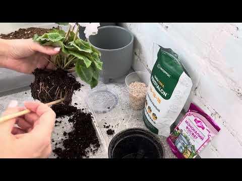 Видео: Пересадка цикламена после покупки
