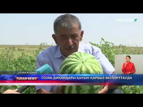 Видео: Созақ диқандары қауын-қарбыз экспорттауда