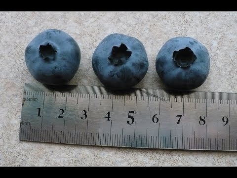 Видео: Обзор и дегустация голубики  часть 2.   Средние и поздние сорта. Blueberry