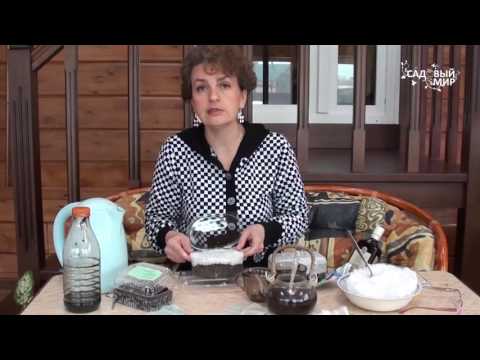 Видео: Как посеять сельдерей