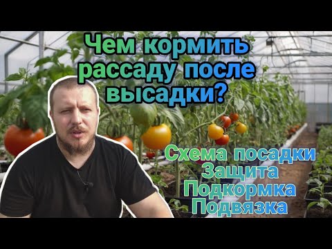 Видео: Высадка томата. Подкормка, защита, подвязка