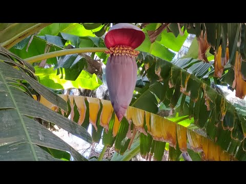 Видео: Кальяри - октябрь 2025, экскурсия в Ботанический сад, пляж Poetto,вечерняя набережная.