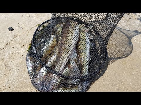Видео: Ловля судака на живца и хвосты в июне/Отличный улов/Видеоотчет Июнь 2019