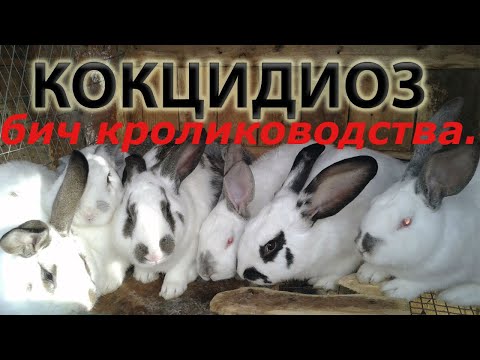 Видео: Кокцидиоз бич кролиководства.#кокцидиоз.