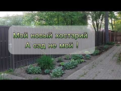 Видео: Я в чужом саду. Сажала здесь хосты. Проверка и первая подкормка. Прогулка по саду.