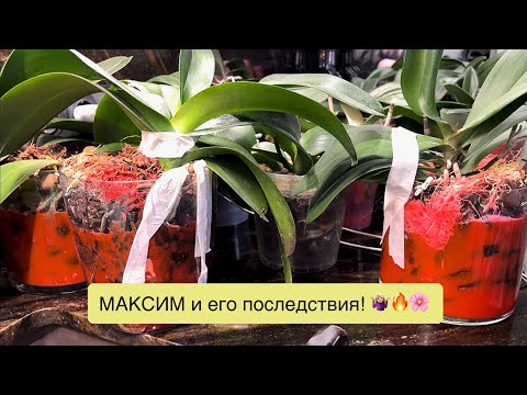 Видео: Замочила орхидеи в закрытой системе в Максиме - прошло 10 дней! 🙄😳