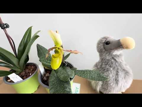 Видео: Еще посылка с пафами!❤️Всё, ухожу в завязку 🫣#orchid #plants #paphiopedilums #flowers 