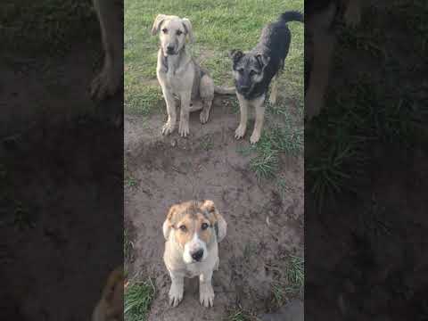 Видео: Разведение форели ,бюджетный вариант 2