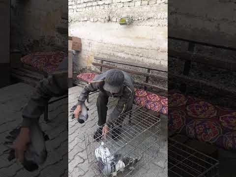 Видео: 3 ноября 2025 г.