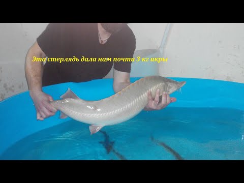 Видео: Очень много малька стерляди _ сезон удался!