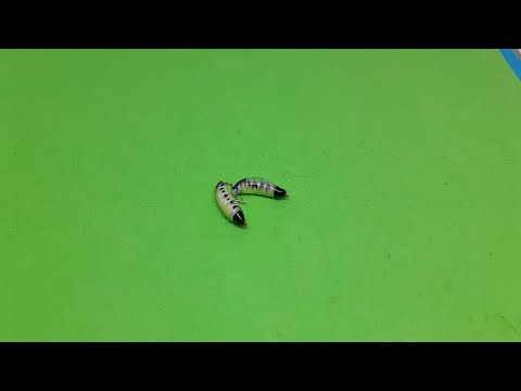 Видео: мормышка-мушка ЛЕЧИНКА МАЙСКОГО на ГОЛОВЛЯ и ЯЗЯ