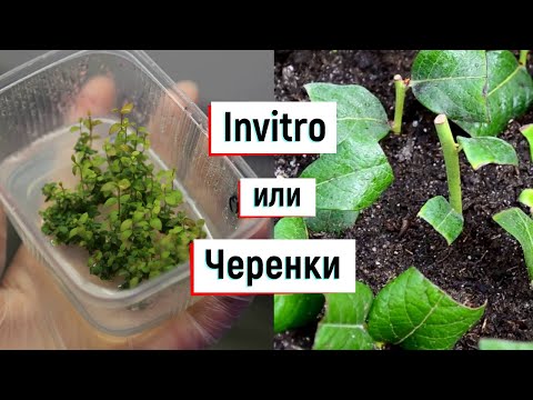 Видео: Инвитро или черенки, что лучше?