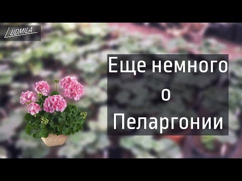 Видео: ВТОРАЯ ПРИЩИПКА ПЕЛАРГОНИИ