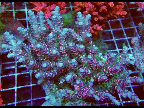 Видео: "Рифовый Аквариум"  Запах от Аквариума.  Часть 48