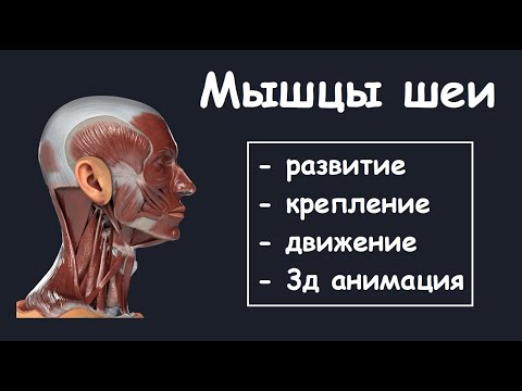 Видео: ВСЕ МЫШЦЫ ШЕИ ЗА 10 МИНУТ
