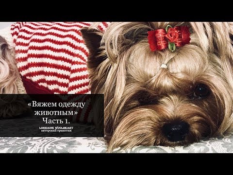 Видео: "Вяжем одежду для животных. Часть 1" - вместе с Lorraine Woolheart