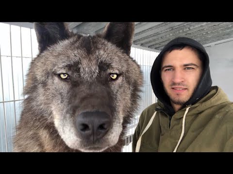 Видео: Самый большой волк на планете, The biggest wolf on the planet, Канадский волк, волк, крупный волк