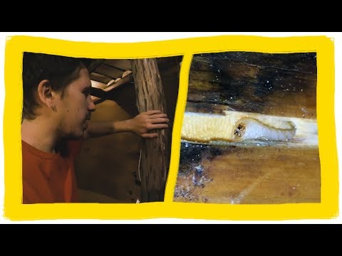 Видео: Как я боролся с КОРОЕДОМ и ШАШЕЛЕМ