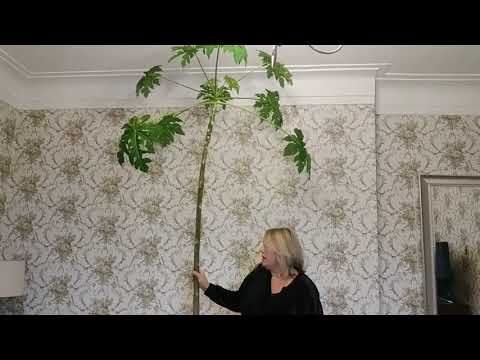 Видео: Папайя после зимы. Удобряем и обрезаем.