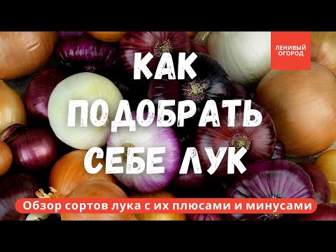 Видео: Обзор популярных сортов лука | Лучшие сорта лука | Ранние сорта лука, поздний лук | Урожайный лук