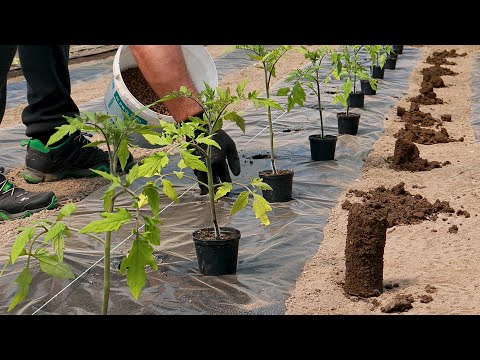 Видео: Как посадить помидоры для большого и вкусного урожая. Секреты выращивания томатов!