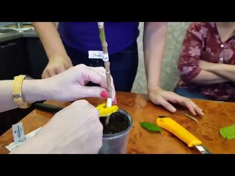 Видео: #Прививка #гибискуса или как привить #гибискус??